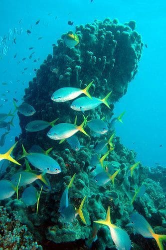 La Gran Barrera de Coral, amenazada por el petróleo