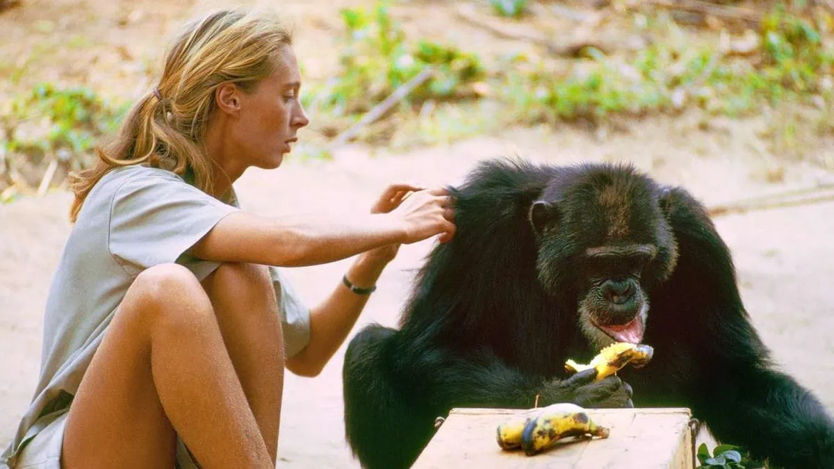 Jane Goodall y el poder de observar